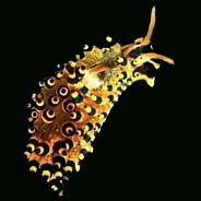 Photo:J. Marshall; Surf to the Sea Slug Forum